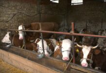 Proizvođači mleka Mačvanskog okruga traže podatke o uvozu i izvozu svakog kilograma za tri godine