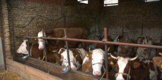 Proizvođači mleka Mačvanskog okruga traže podatke o uvozu i izvozu svakog kilograma za tri godine