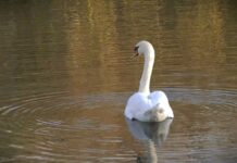 Zimski popis ptica vodenih staništa – Uništeno više od 5.000 hektara staništa za divlje ptice