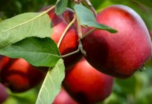 Rekordno poskupljenje voća u Srbiji