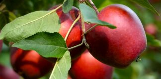 Rekordno poskupljenje voća u Srbiji