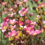 Rastu površine pod cvećem u Srbiji, ruža glavni adut