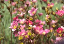 Rastu površine pod cvećem u Srbiji, ruža glavni adut