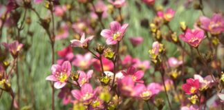 Rastu površine pod cvećem u Srbiji, ruža glavni adut