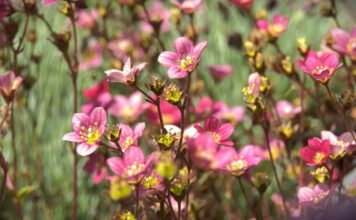 Rastu površine pod cvećem u Srbiji, ruža glavni adut