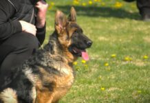 DRI: Uprava za veterinu teško kršila obavezu dobrog poslovanja