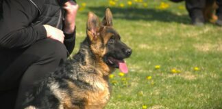 DRI: Uprava za veterinu teško kršila obavezu dobrog poslovanja