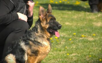 DRI: Uprava za veterinu teško kršila obavezu dobrog poslovanja