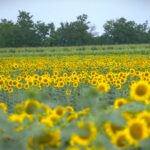 FAO: Svetske cene hrane porasle na najviši nivo za četiri meseca