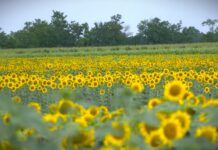 FAO: Svetske cene hrane porasle na najviši nivo za četiri meseca