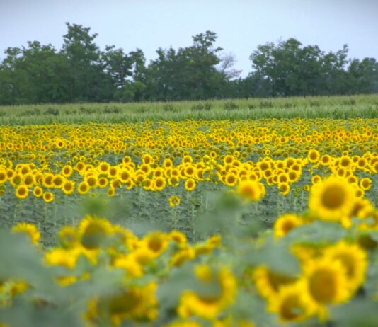 FAO: Svetske cene hrane porasle na najviši nivo za četiri meseca