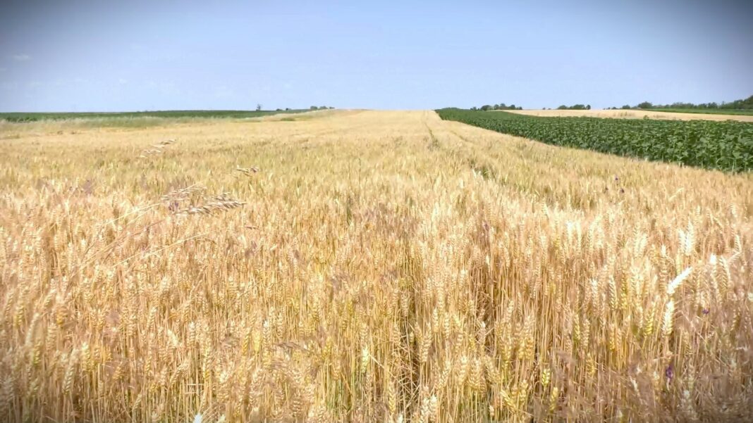 Kako sukob na Bliskom istoku utiče na setvu i cene žitarica u Srbiji