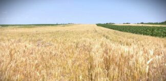 Kako sukob na Bliskom istoku utiče na setvu i cene žitarica u Srbiji?