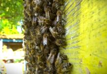 Prvi prolećni pregled pčela