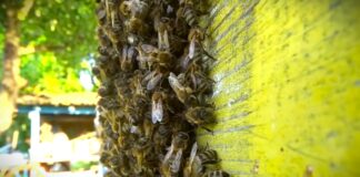 Prvi prolećni pregled pčela