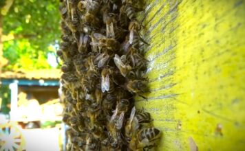 Prvi prolećni pregled pčela