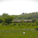 Bespovratna sredstva za razvoj ženskog preduzetništva na selu, poziv otvoren do 12. aprila