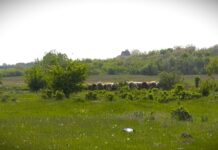 Bespovratna sredstva za razvoj ženskog preduzetništva na selu, poziv otvoren do 12. aprila