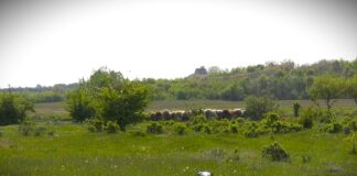 Bespovratna sredstva za razvoj ženskog preduzetništva na selu, poziv otvoren do 12. aprila