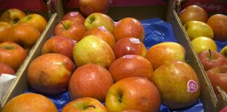 Cene voća i povrća na pijacama: Jagoda jeftinija, porasla cena paradajza