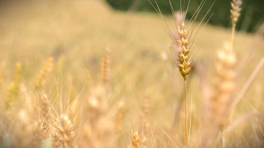 faze razvoja psenice