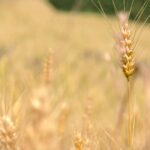 Faze razvoja pšenice tokom sezone jesen – leto
