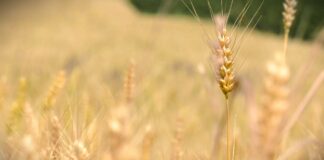 Faze razvoja pšenice tokom sezone jesen – leto