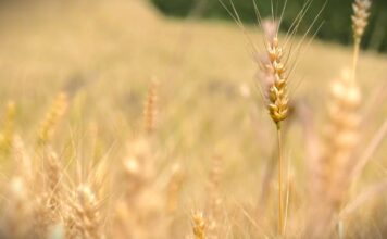 Faze razvoja pšenice tokom sezone jesen – leto