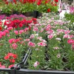 Kada se sadi koje cveće