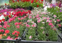 Kada se sadi koje cveće