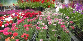 Kada se sadi koje cveće