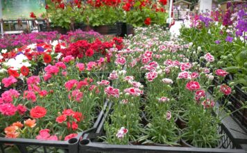 Kada se sadi koje cveće