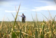 Kakve novine predviđa Nacrt zakona o sredstvima za zaštitu bilja?