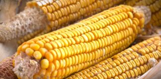 Priprema zemljišta za setvu kukuruza