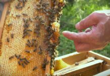 Mart, prelomni trenutak između zimskog mirovanja i početka intenzivnog razvoja pčelinjih zajednica