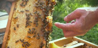 Mart, prelomni trenutak između zimskog mirovanja i početka intenzivnog razvoja pčelinjih zajednica