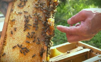 Mart, prelomni trenutak između zimskog mirovanja i početka intenzivnog razvoja pčelinjih zajednica