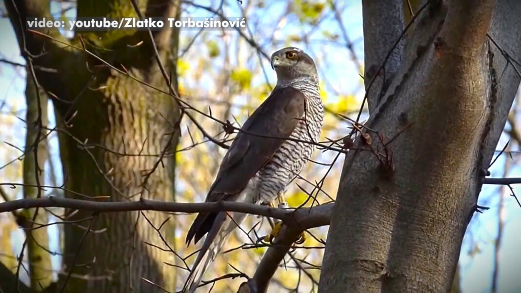panonsi popis grabljivica