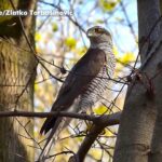 Panonski popis grabljivica u Srbiji: Zabeleženo čak 270 orlova