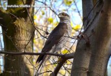Panonski popis grabljivica u Srbiji: Zabeleženo čak 270 orlova