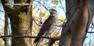 Panonski popis grabljivica u Srbiji: Zabeleženo čak 270 orlova