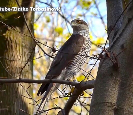 Panonski popis grabljivica u Srbiji: Zabeleženo čak 270 orlova