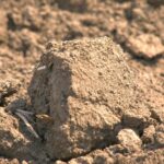 Velike razlike u ceni oranica: Ko diktira tržište poljoprivrednog zemljišta?