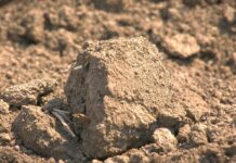 Velike razlike u ceni oranica: Ko diktira tržište poljoprivrednog zemljišta?