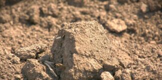 Velike razlike u ceni oranica: Ko diktira tržište poljoprivrednog zemljišta?