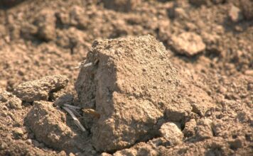 Velike razlike u ceni oranica: Ko diktira tržište poljoprivrednog zemljišta?