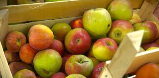 Vlada Srbije propisala obavezne pisane ugovore za otkup pšenice, mleka, voća, povrća, meda