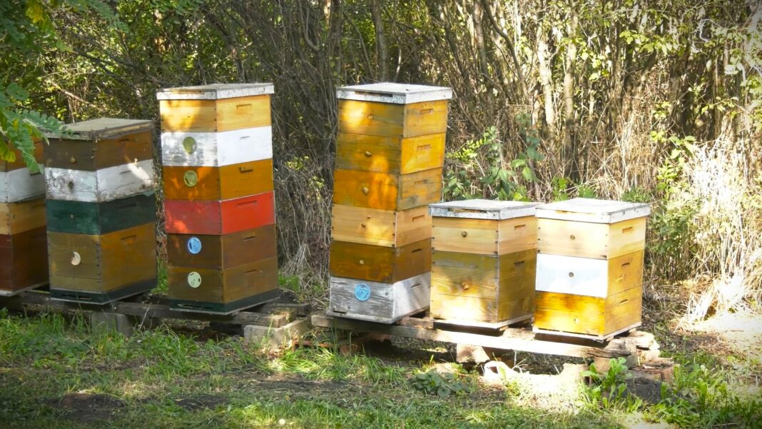 zasto dolazi do rojenja