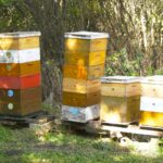 Zašto dolazi do rojenja pčela