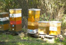 Zašto dolazi do rojenja pčela